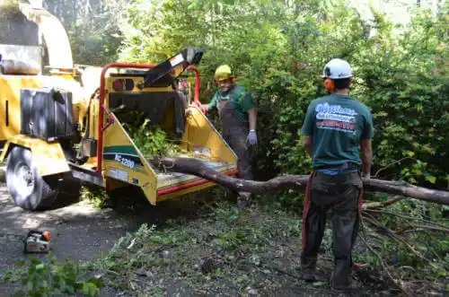 tree services Isla Vista